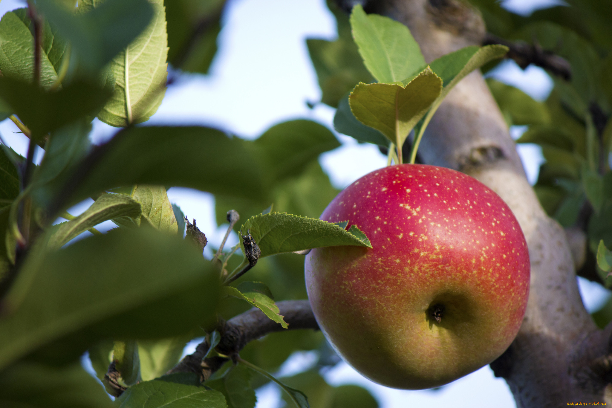 Плод яблоко растение. Плод яблоко. Яблоко апрельское. Яблоня с крупными плодами. Ясная погода с яблока с плодами гифка.